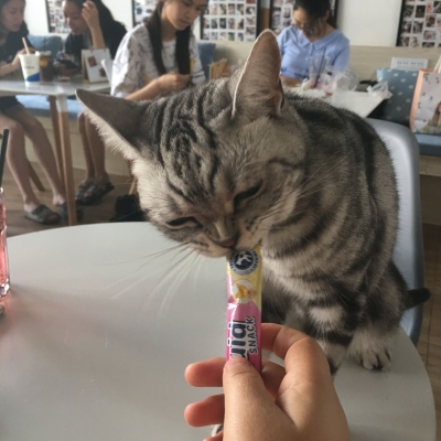赤峰万达猫馆电话地址查询-第1张图片