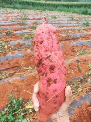 赤峰蜜薯批发市场电话号码-第1张图片