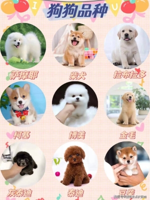 赤峰哪家宠物店好一点-第1张图片