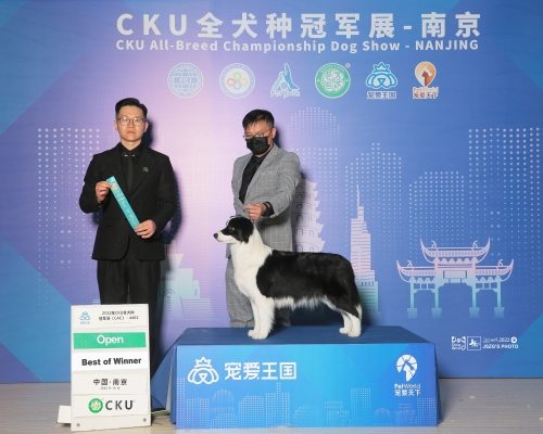赤峰巨贵犬舍电话号码多少-第1张图片