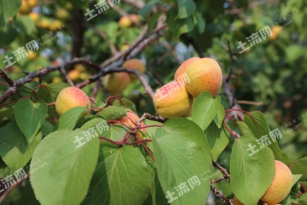 赤峰水果收购站电话号码查询-第1张图片
