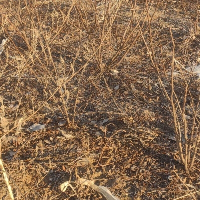 赤峰长胜羊苗基地电话号码-第1张图片