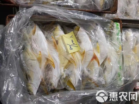赤峰冰鲜金鲳鱼批发电话地址-第1张图片
