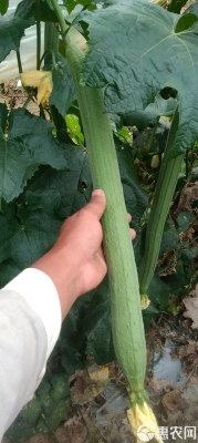 赤峰丝瓜鲜花生产商电话号码-第1张图片