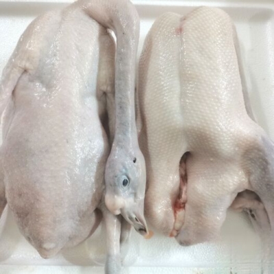 赤峰黑棕鹅批发厂家电话号码-第1张图片