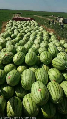 赤峰通辽宠物医院电话号码多少-第1张图片