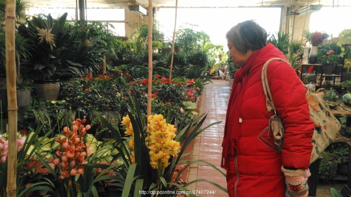 赤峰花卉买卖平台电话是多少号-第1张图片