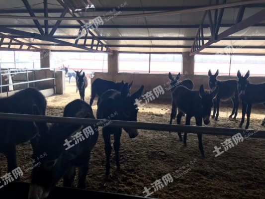 赤峰林西收粮食电话号码是多少-第1张图片