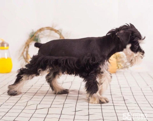 赤峰犬舍在哪?-第1张图片