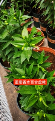 赤峰盆栽送货上门电话号码是多少-第1张图片