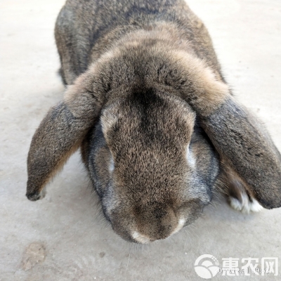 赤峰月兔装修公司电话号码查询-第1张图片