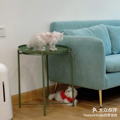赤峰宠物店金吉拉电话号码-第1张图片