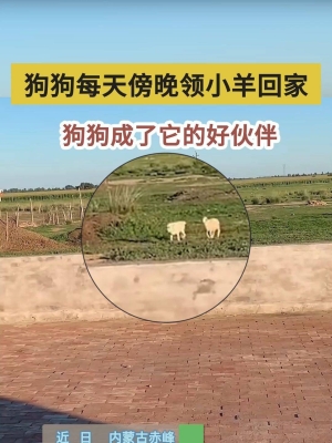 赤峰狗狗咖啡馆电话多少号-第1张图片