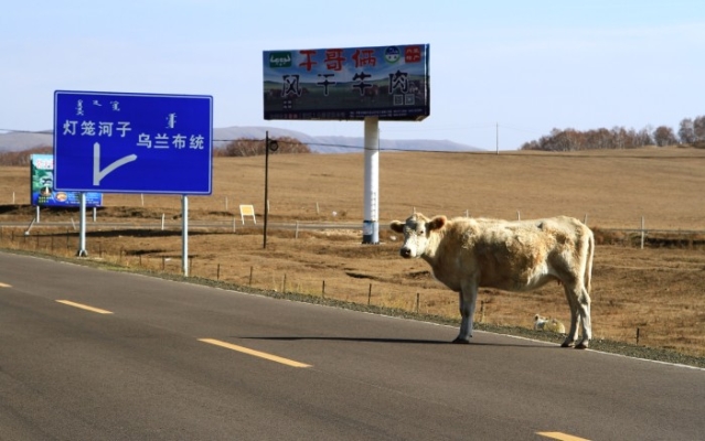 赤峰大街收狗电话地址是多少号-第1张图片