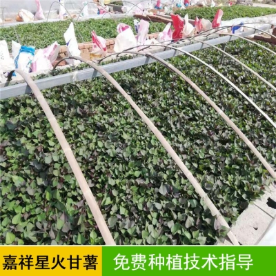 赤峰中华草龟种植基地电话号码-第1张图片