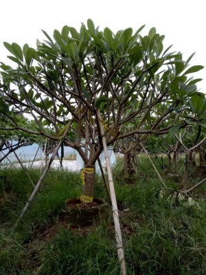 赤峰珍珠梅批发基地电话号码-第1张图片