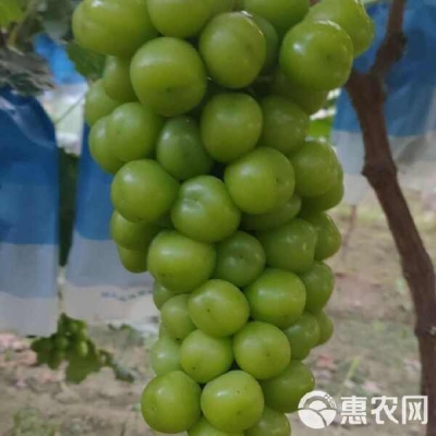 赤峰冷棚羊圈厂家电话地址查询-第1张图片