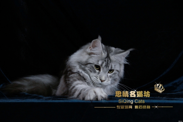 赤峰同城捡猫电话多少号啊-第1张图片