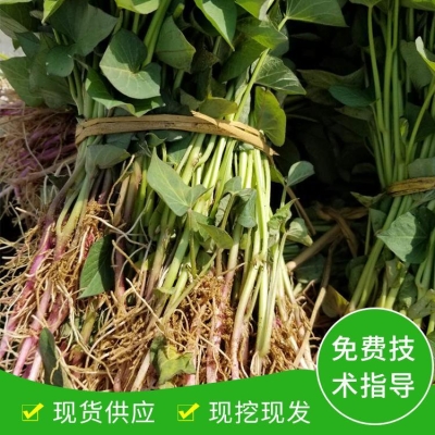 赤峰辣皮子批发电话多少号-第1张图片