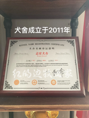 赤峰边牧犬舍生活馆电话号码-第1张图片