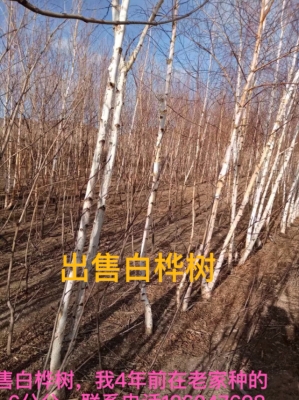 赤峰大板到松山区客车电话号码-第1张图片