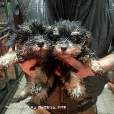赤峰市宠物出售电话号码查询-第1张图片