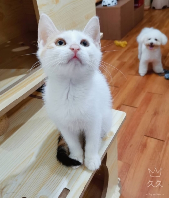 赤峰猫咪送养中心电话是多少号-第1张图片