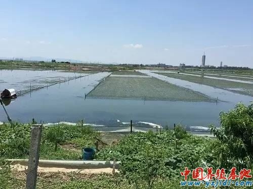内蒙赤峰肉驴养殖基地电话号码-第1张图片