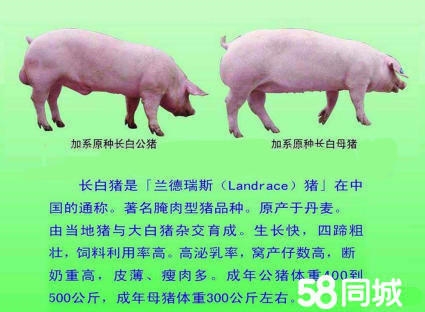 赤峰养猪场招聘-第1张图片
