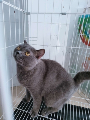 赤峰市蓝猫领养中心电话号码-第1张图片